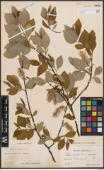 Foto von Salix coaetanea (Hartm.) Flod.